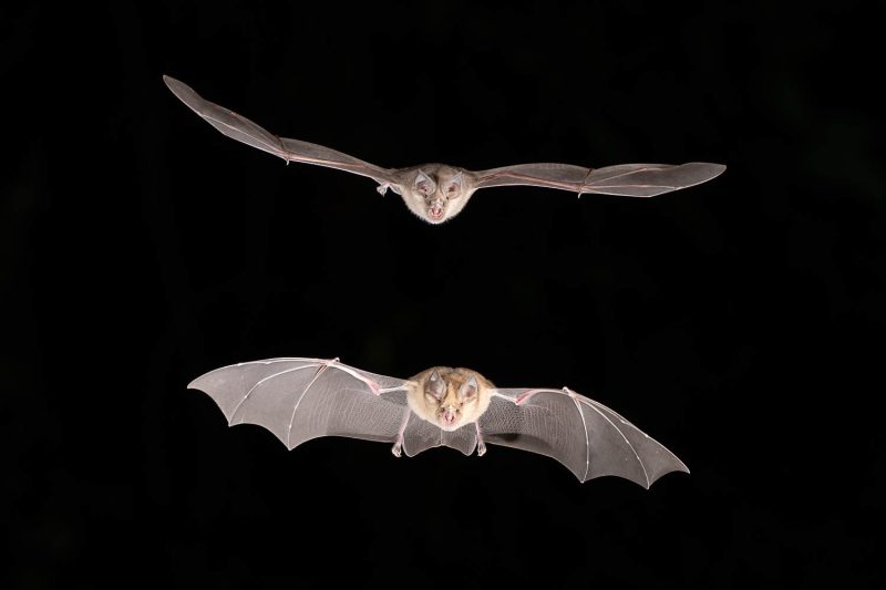 bats in flight