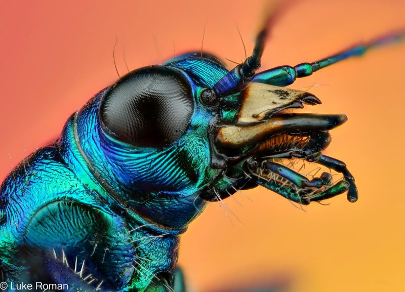 how to take ultra macro insect photographs