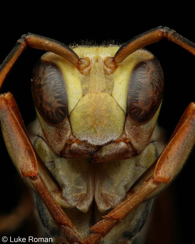 paper wasp macro photography