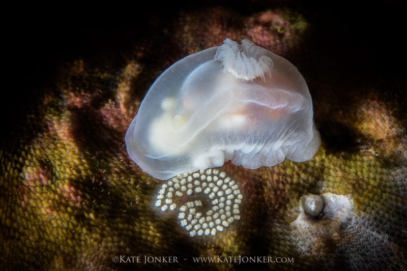 How to photograph nudibranchs