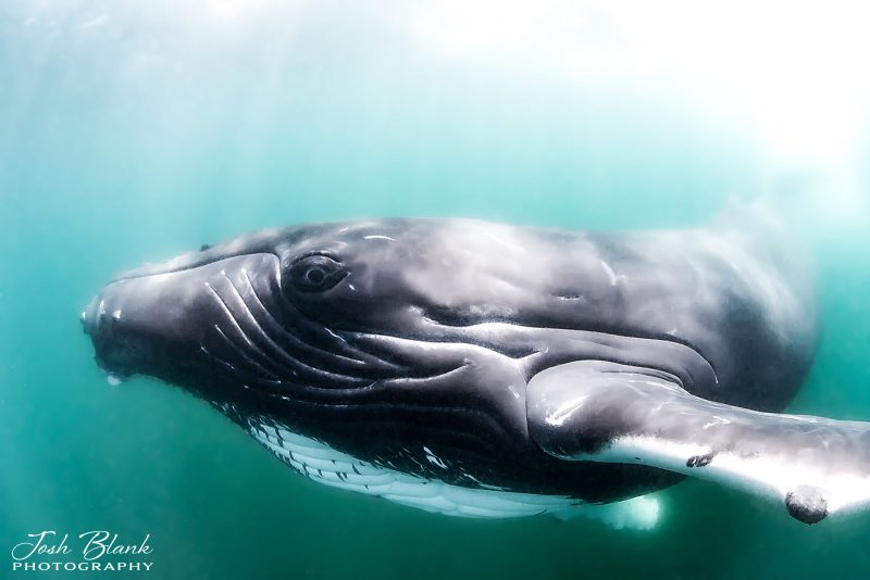 How to photograph whales underwater