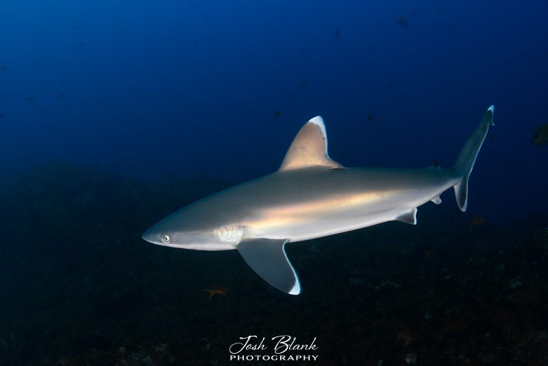 Using strobes to photograph animals underwater