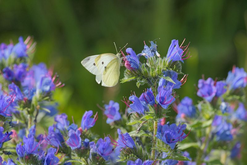 how to photograph butterflies