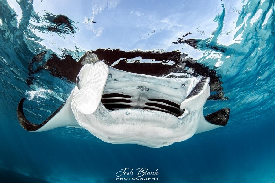 how to photograph manta rays