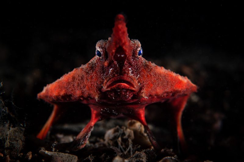 How to take an underwater portrait photograph