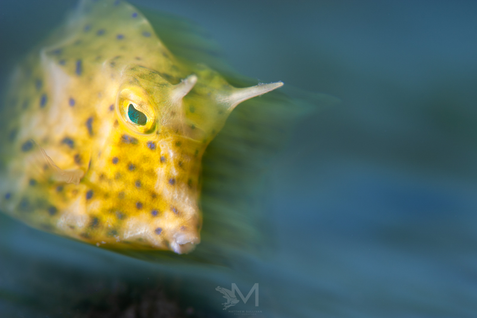 Top Tips to Improve Your Underwater Macro Images Nature TTL