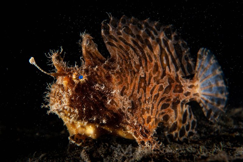 using cross lighting in macro underwater photography