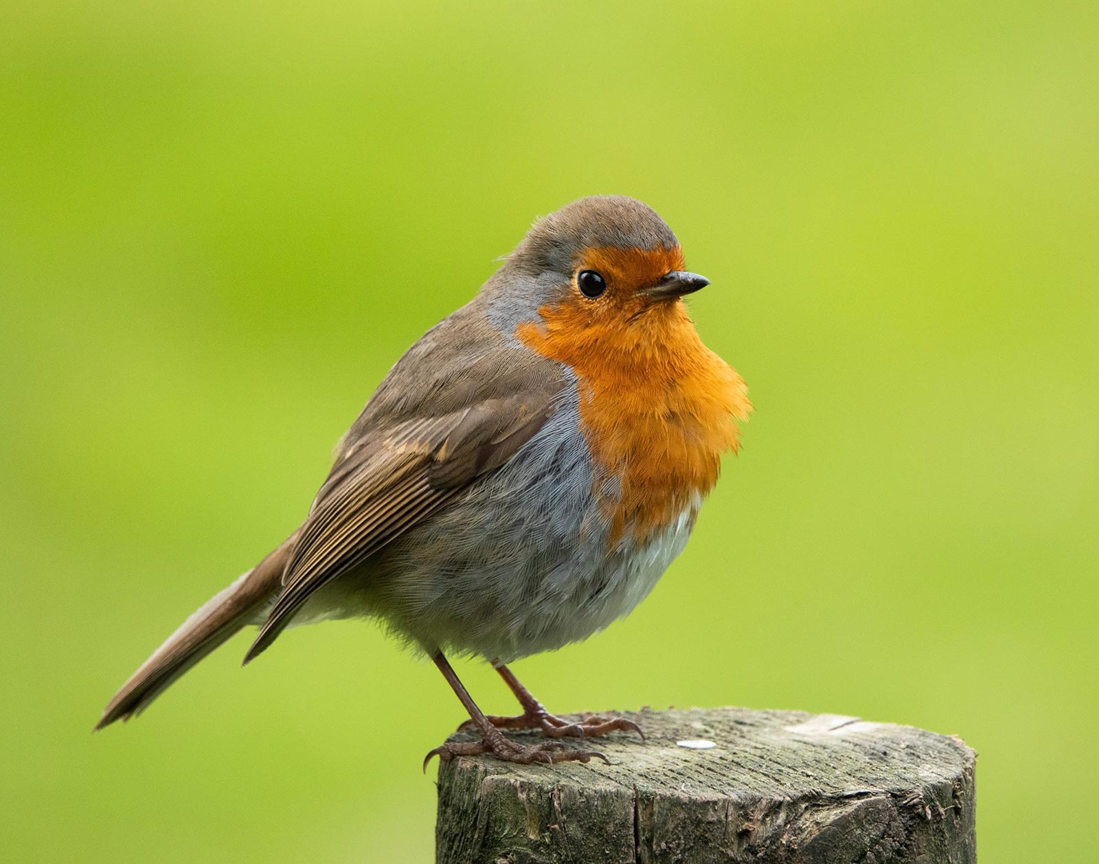 Weekly Photography Assignment: Garden Wildlife - Nature TTL
