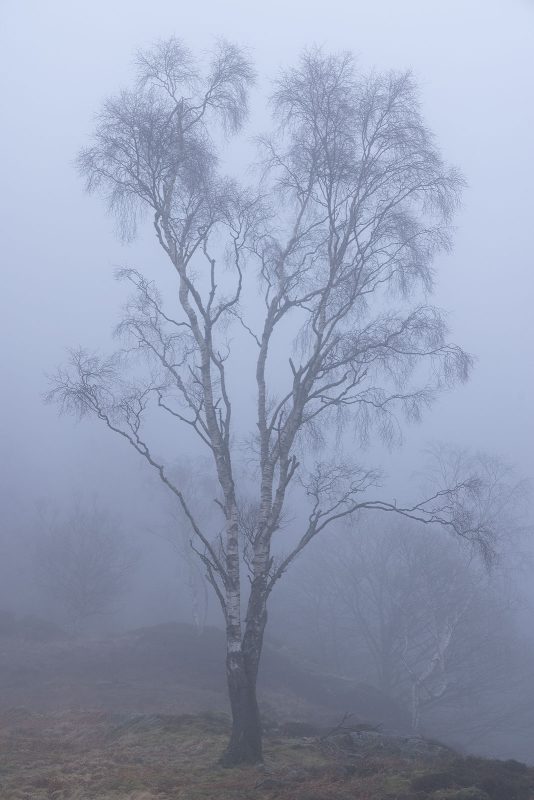 photograph of lone tree in mist