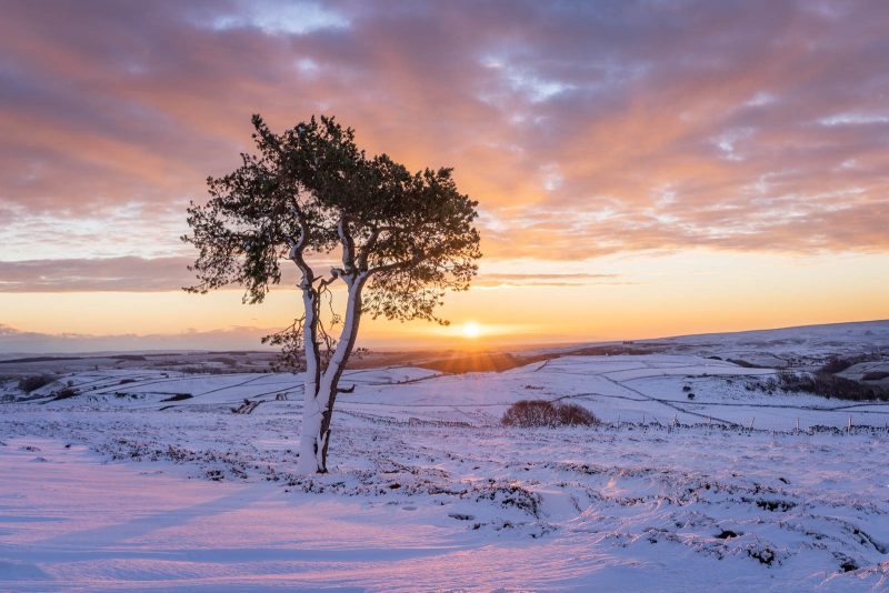 photographing a lone tree at sunrise