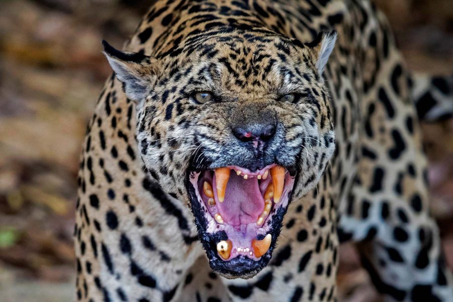 How to Photograph Jaguars - Nature TTL