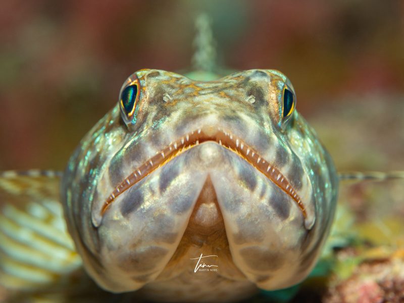 how to take charismatic portraits of marine life