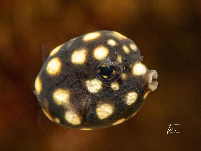 Capturing characters in underwater photography