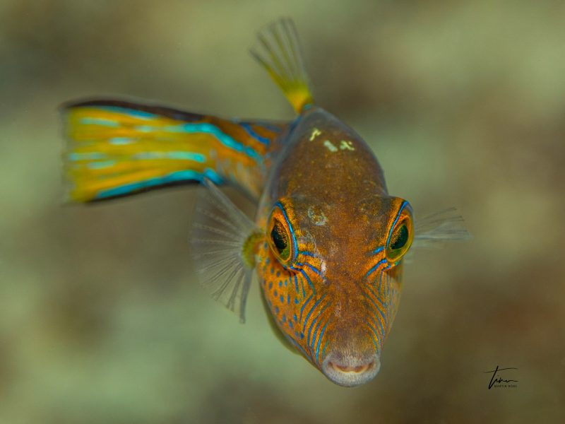 Choosing an angle for underwater portraits