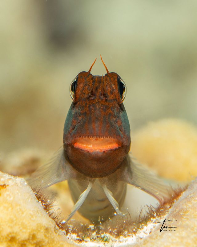 how to take charismatic portraits of marine life