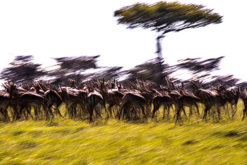 intentional camera movement photography