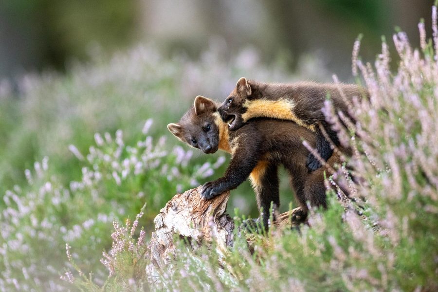 photographing pine martens in scotland