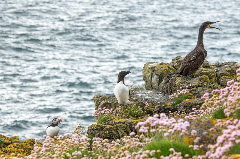 seabirds in scottish highlands photography tips