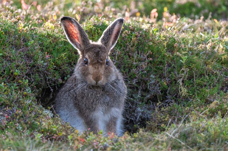 leveret photograph