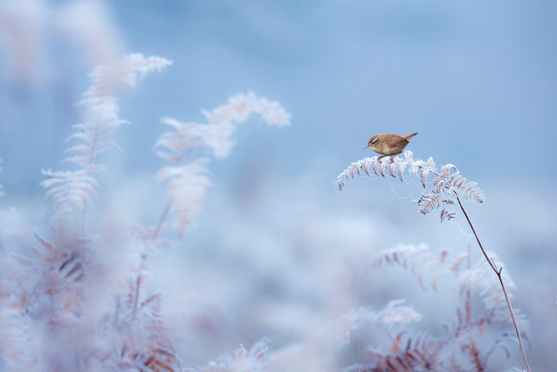 how to photograph birds in frost