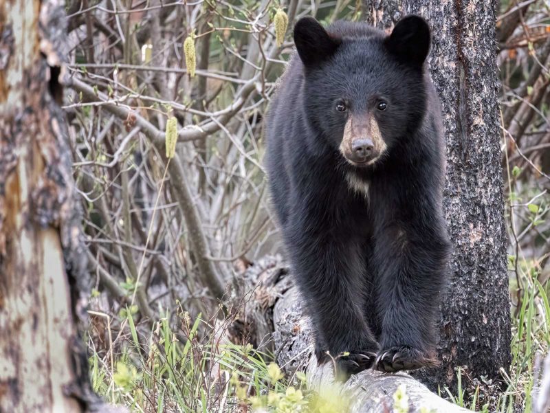 North America - Boreal Forest, Wildlife, Ecosystems