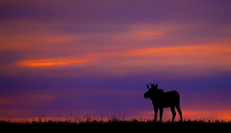 The Majestic Wildlife of Canada's Boreal Forest - Nature TTL