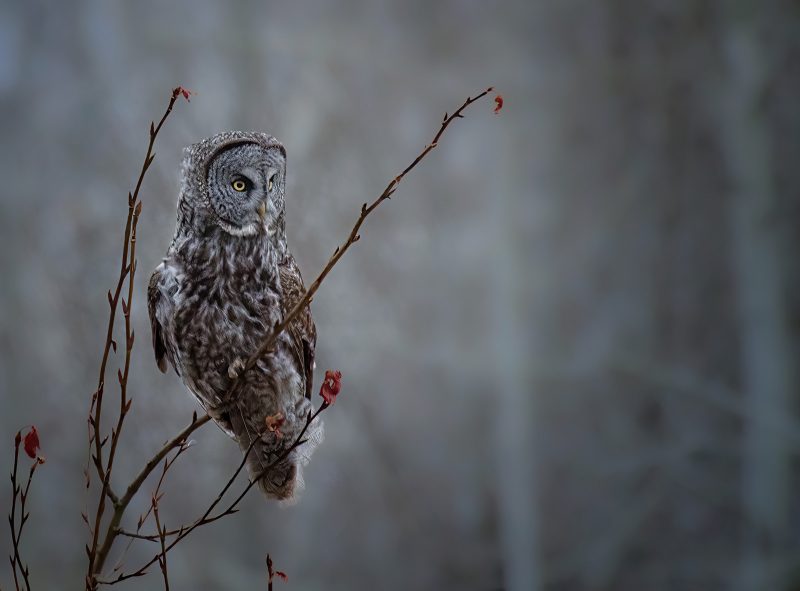 Owl in tree photography