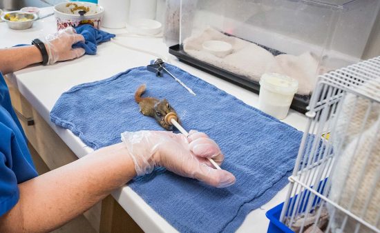 Image showcasing Second Chance: Behind the Scenes at a Wildlife Rehab Centre - Nature TTL