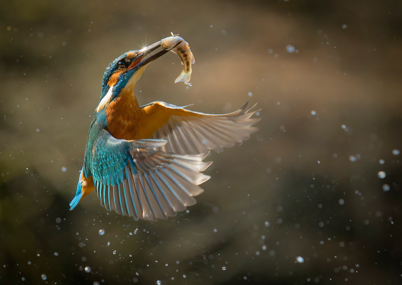 Wild Action How to Improve Your Wildlife Action Shots - Nature TTL