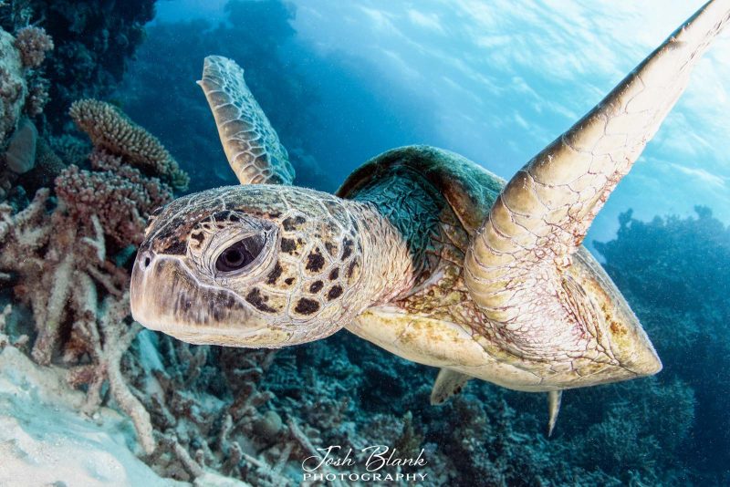 Why you should use strobe lights for underwater photography