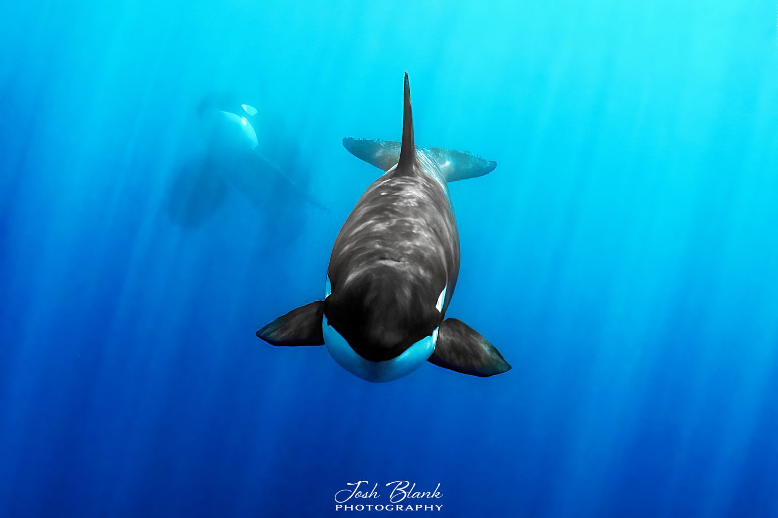 An Introduction to Using Strobes in Underwater Photography - Nature TTL