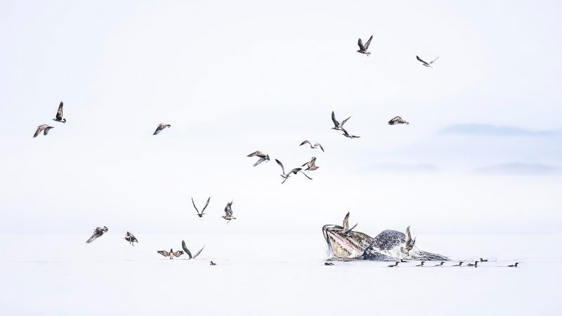 humpback whale feeding photograph