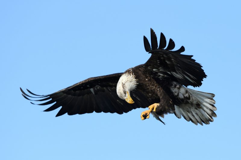 photographing eagles