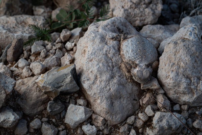 how to photograph reptiles in the USA