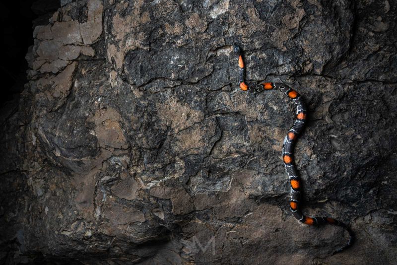 how to photograph snakes