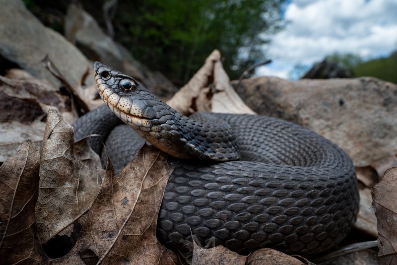 how to photograph reptiles