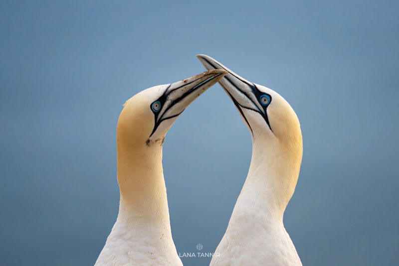 Gannet mating display