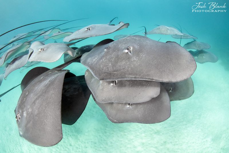 underwater photography Great Barrier Reef 