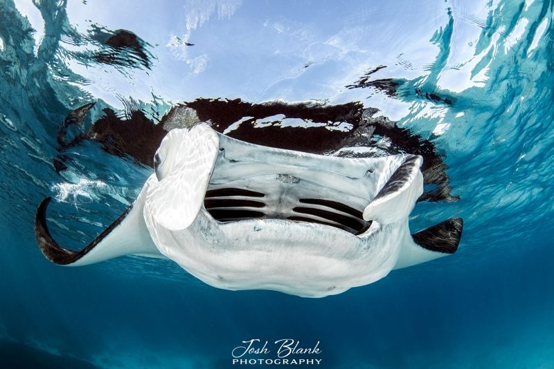 manta ray photography tips