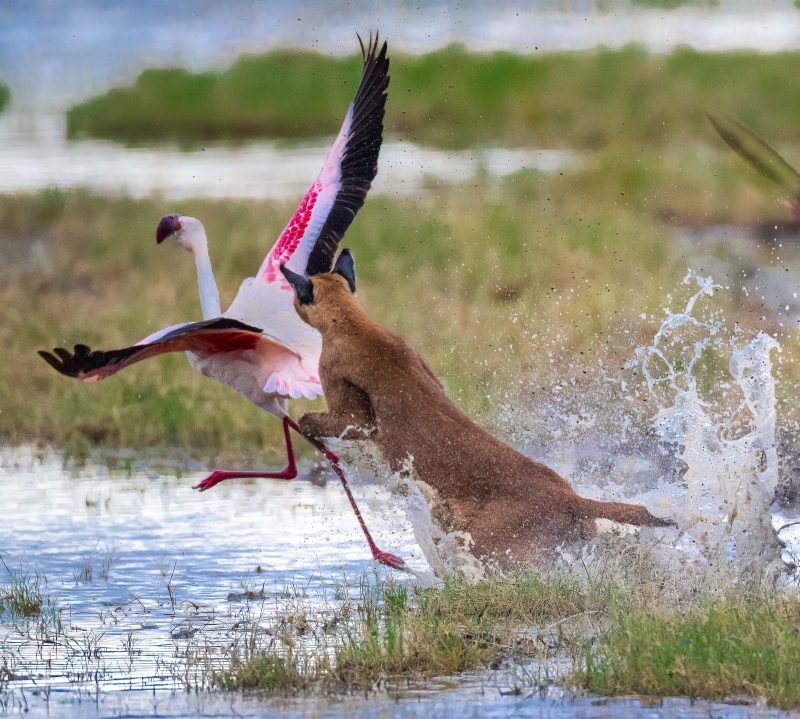 caracal hunting flamingo