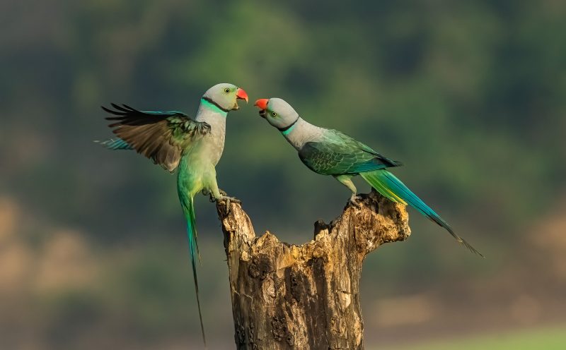 Top 10 Nature Photography Books for Photographers 2023 - Nature TTL