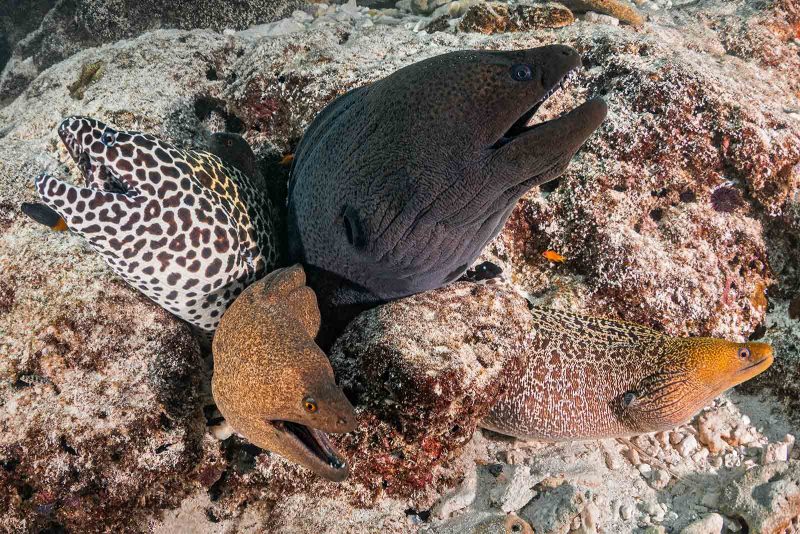 photographing underwater