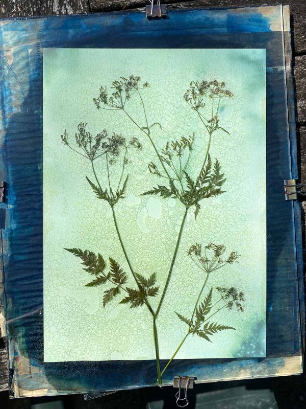 How to Make Cyanotypes of Flowers - Nature TTL