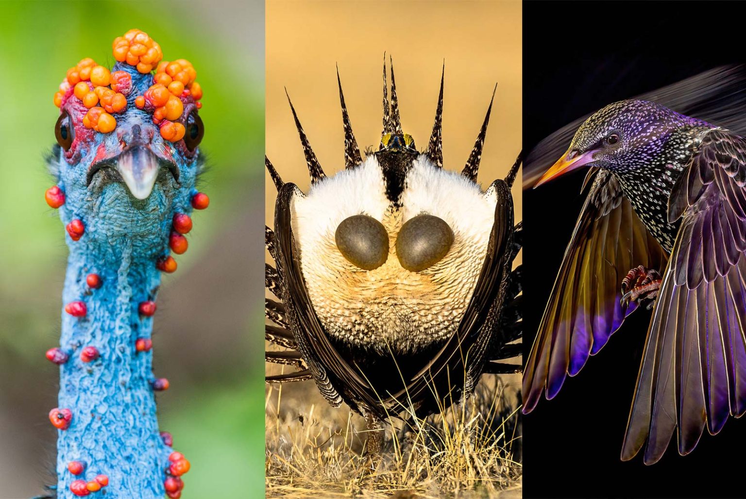 Bird Photographer of the Year 2022 Winners Announced - Nature TTL