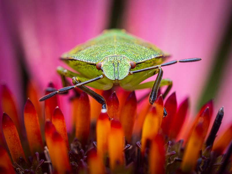 Shield bug macro photography