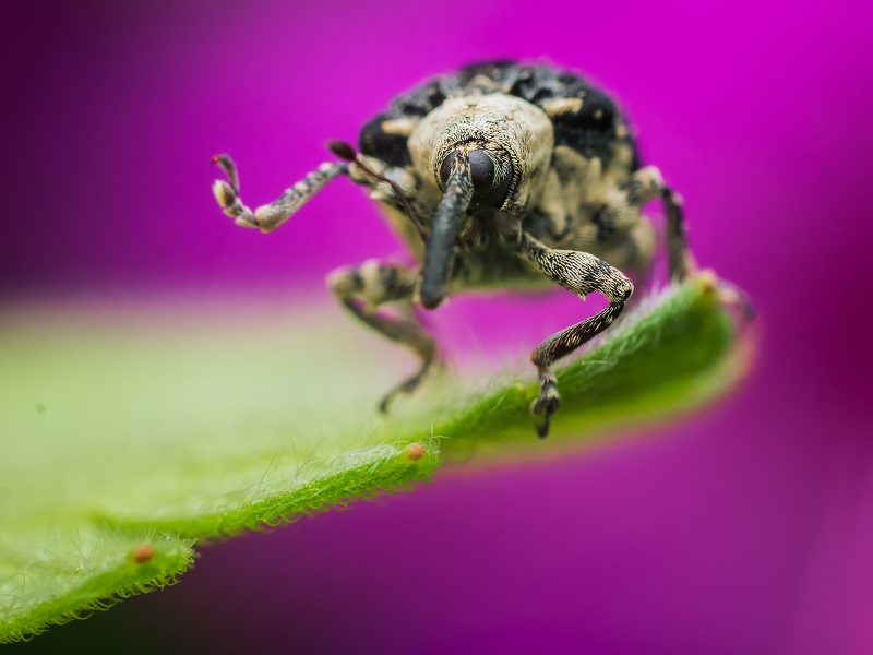 macro insect photography