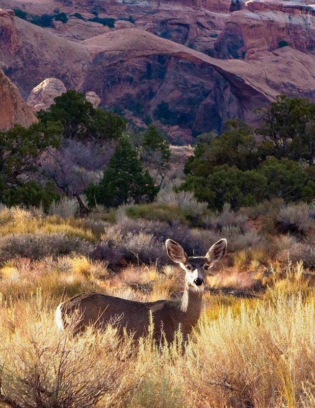 animals in arches national park