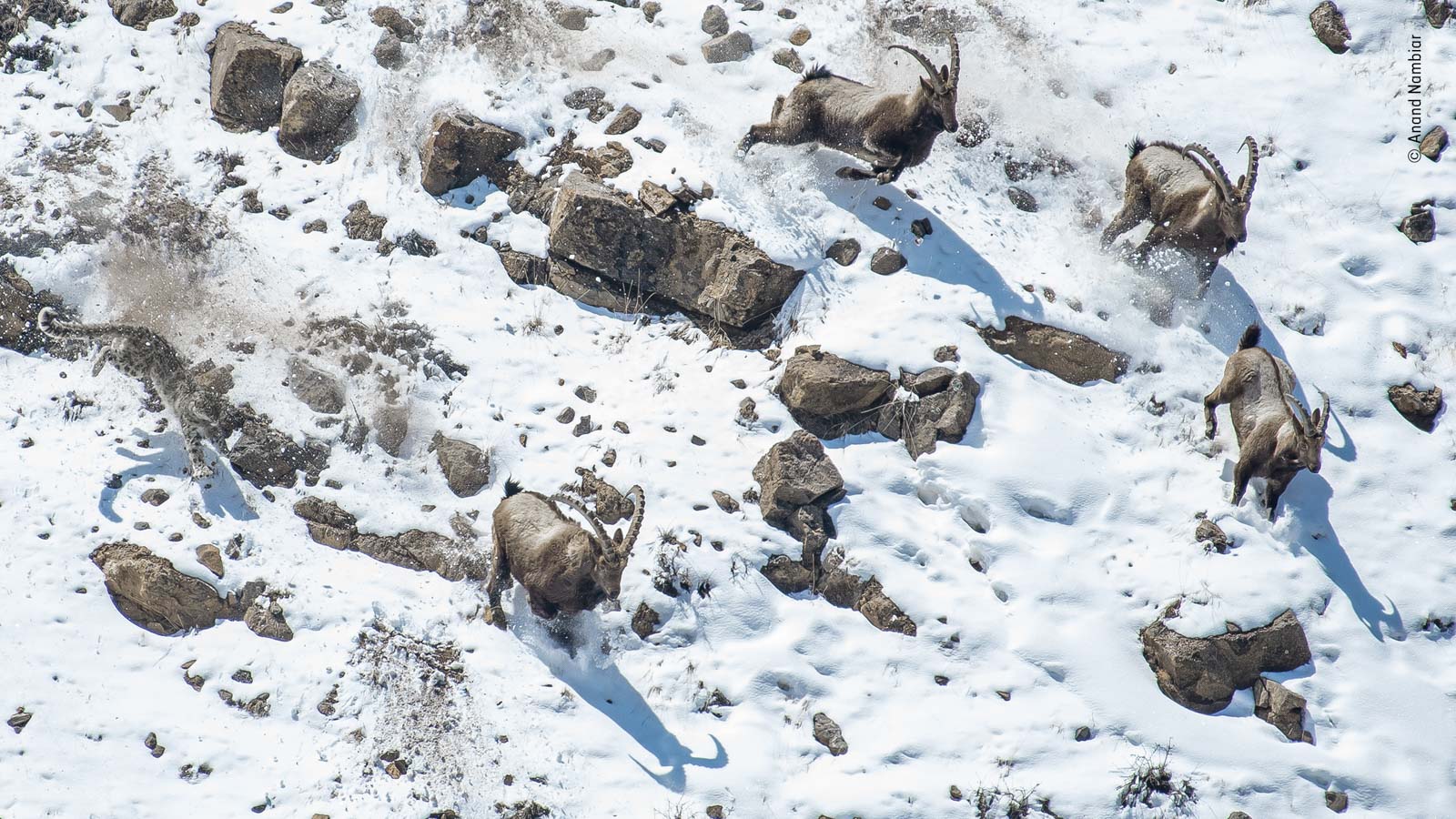 Winners of Wildlife Photographer of the Year 2022 Announced - Nature TTL