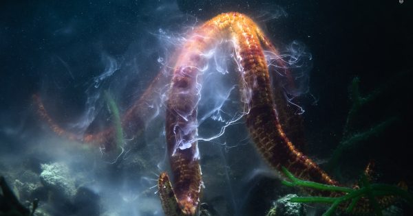 Winners of Wildlife Photographer of the Year 2022 Announced - Nature TTL