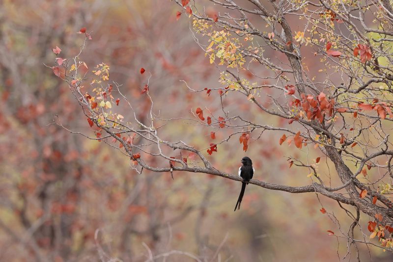 bird photography destinations in Africa